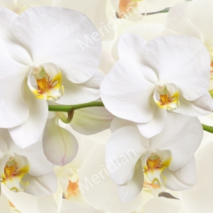 Фотошпалери №49 Белые орхидеи (в тубі)